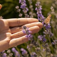 El truco gratis y súper efectivo para que tu planta de Lavanda se mantenga hermosa por muchos años
