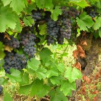 Si tenés una Parra, este es el secreto para que no crezca de vicio y estalle de uvas este verano