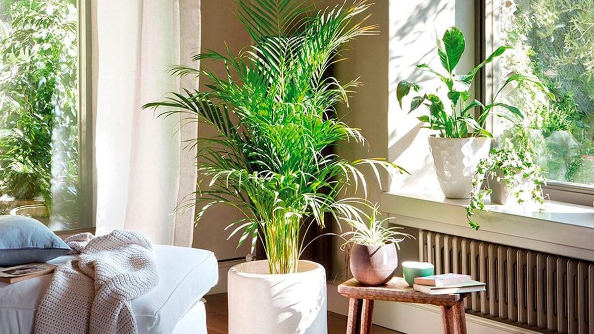 Plantas. Fuente: (X)