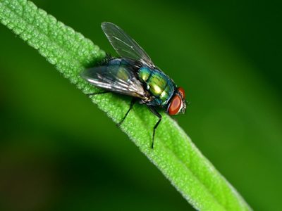 Curiosidades de la mosca verde, el insecto que nadie quiere tener cerca pero que esconde un secreto que pocos imaginan