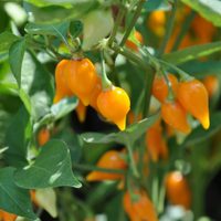 El truco para sembrar Chile Habanero en maceta y tener una abundante cosecha del picante más buscado
