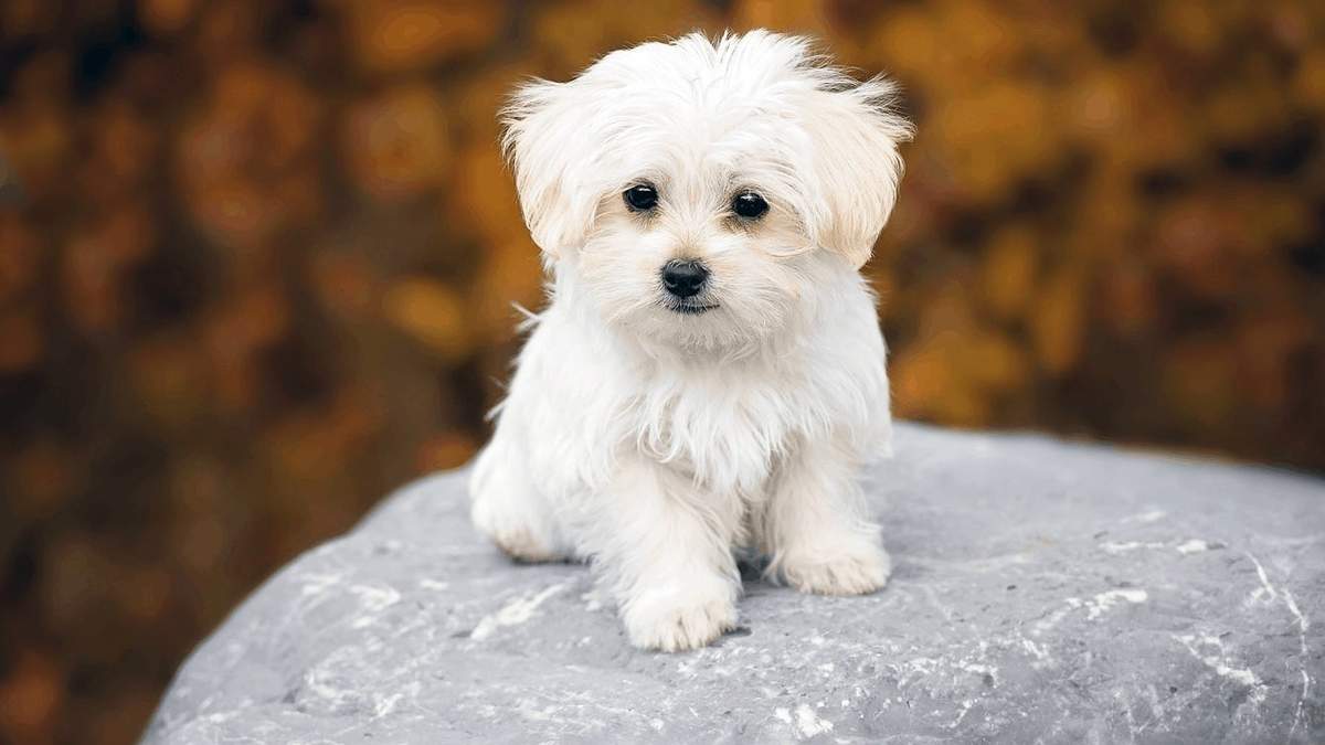 Bichón maltés