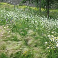 Tené una verdadera pradera en tu jardín con estas plantas que podés cultivar muy fácilmente