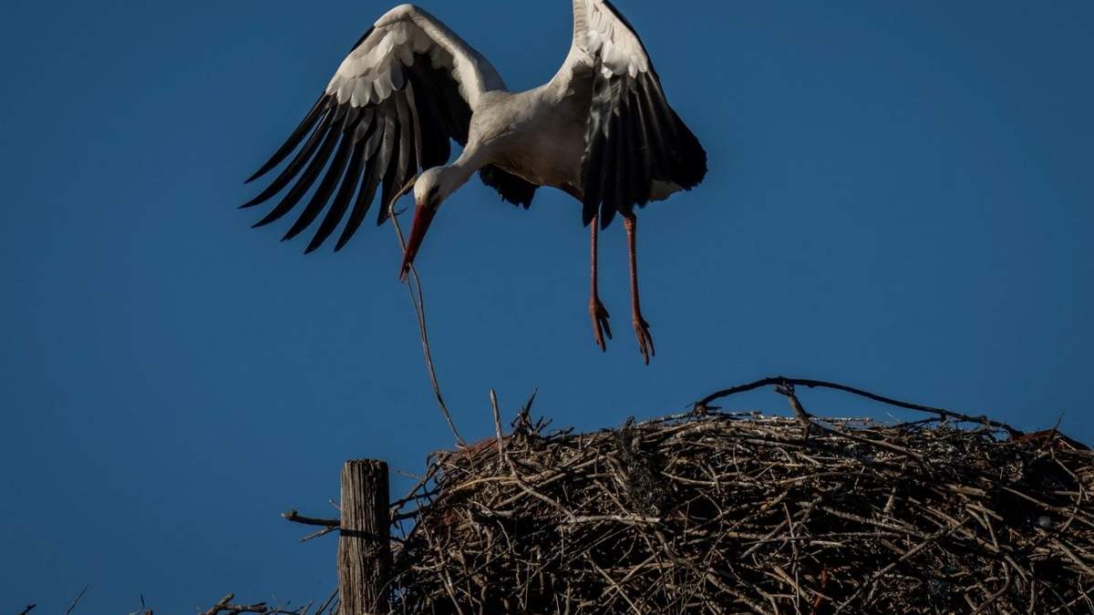 Una cigüeña lleva una rama para hacer un nido en Torrelaguna, en las afueras de Madrid