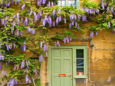 Con un aroma exquisito: la planta trepadora y colgante que es perfecta para decorar tu jardín