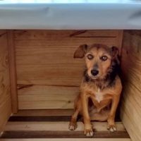 Polémica en Cutral Co: el Municipio exigió retirar cuchas solidarias para perros callejeros