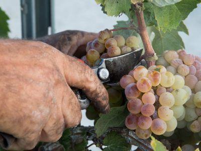 Uno de los mejores vinos de Jerez con destino solidario