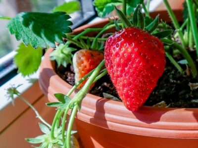 No comprés las semillas: mirá cómo cultivar tu propia planta de frutillas en casa y en pocas semanas