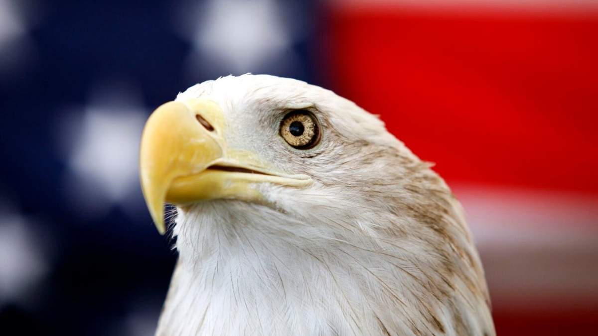 Tío Sam, un águila calva de 25 años, frente a una bandera de EEUU antes del Extreme Raptors Show (un espectáculo de aves rapaces) en terrenos del Coliseo del Condado Ector en Odessa, Texas