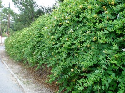 Con una lata de gaseosa: la técnica infalible para reproducir tu Madreselva y cualquier planta de ramas largas