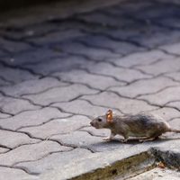 ¿Cúal es el estado actual de las personas aisladas en Neuquén por contacto con hantavirus?