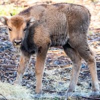 Por primera vez en más de un un milenio, nació un bisonte salvaje en el Reino Unido