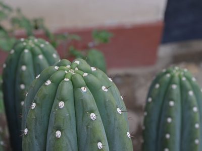La planta que florece solo un día al año con la flor más llamativa y bella que vas a ver