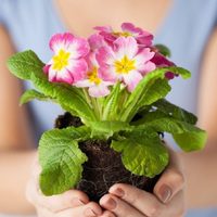 El secreto viverista para sembrar esta planta que florece todo el año y es muy fácil de cuidar