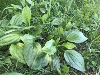 La planta con mala fama que puede crecer en tu jardín y esconde varios beneficios: mirá cómo aprovecharla