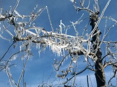 Productores de Neuquén que fueron afectados por las heladas cobraron su resarcimiento