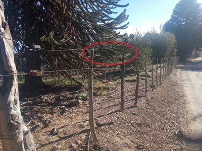 Lof mapuche de Villa Pehuenia - Moquehue denunció cortes de los alambrados perimetrales en su propiedad