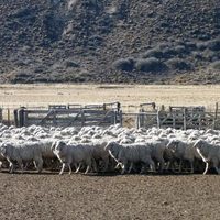 Río Negro: Invertirán cerca de $50 millones de pesos por la ley Ovina