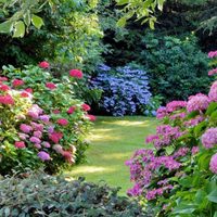 Llená de color tu jardín: 5 plantas hermosas que soportan el sol y que no necesitan casi riego