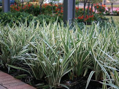 La planta que se cuida sola, crece en lugares difíciles y es perfecta para darle un toque elegante a tu jardín
