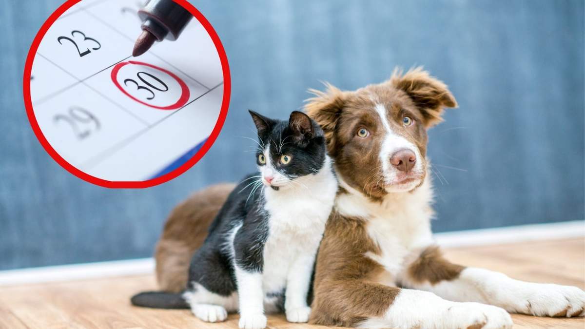 Can Fest 2025 ofrecerá esterilizaciones, vacunas y estética canina sin costo.