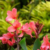La planta que embellece tu jardín por su altura y bellas flores y que esconde un poderoso secreto
