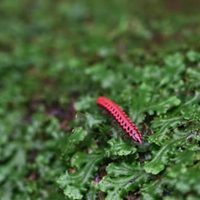 No mates este insecto si lo encontrás en casa: mirá cómo te ayudará a terminar con otras plagas