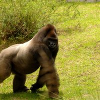 Sobredosis de anestesia, posible causa de muerte del gorila 'Bantú”