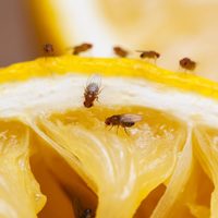 Adiós a las mosquitas de la fruta: probá este truco natural y seguro con ingredientes que tenés en casa