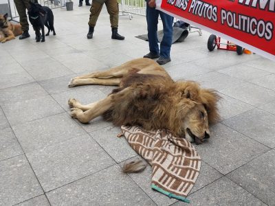 Llevan un león muerto a protesta frente a la Presidencia de Chile