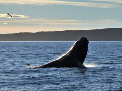 Aborrecible actitud de buzos en San Antonio Oeste: quisieron montar una ballena franca austral