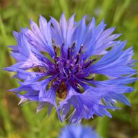 La hermosa planta con flores que es fácil de reproducir y atrae mariposas a tu jardín