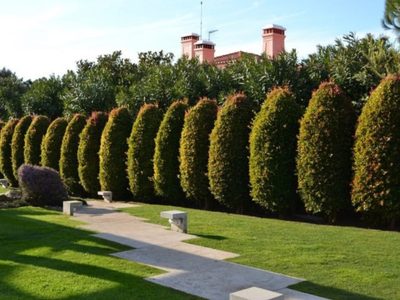 La planta que crece rapidísimo, crece en suelo o en maceta y te cuida de los vecinos chismosos