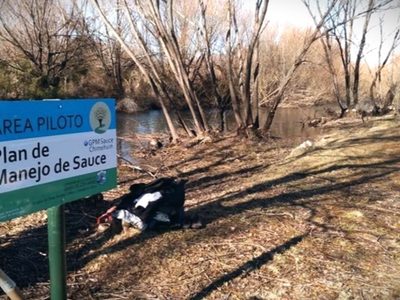 Destacan las acciones para combatir al sauce exótico en Junín de los Andes