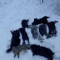 En Aluminé, la cantidad de perros es casi igual al total de habitantes