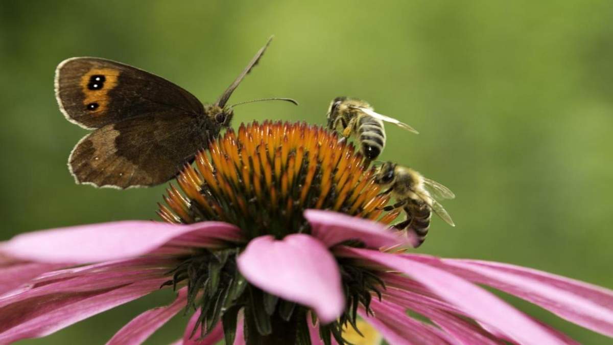 Insectos beneficiosos para tu jardín. Fuente: (X)