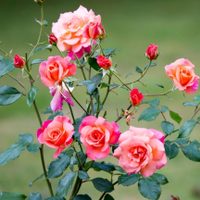 El secreto de los jardineros para que tus plantas de rosas se llenen de flores y para propagarlas de forma fácil