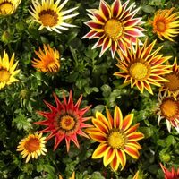 La hermosa planta súper resistente que te dará flores todo el año