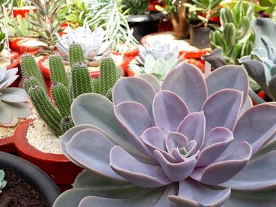 La señal más sencilla para saber si tenés suculentas de sol y necesitan más luz directa