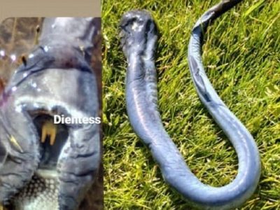 Una “lamprea” apareció en las costas del río Limay