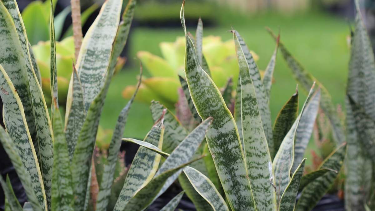 Sansevieria. Fuente: (Instagram)