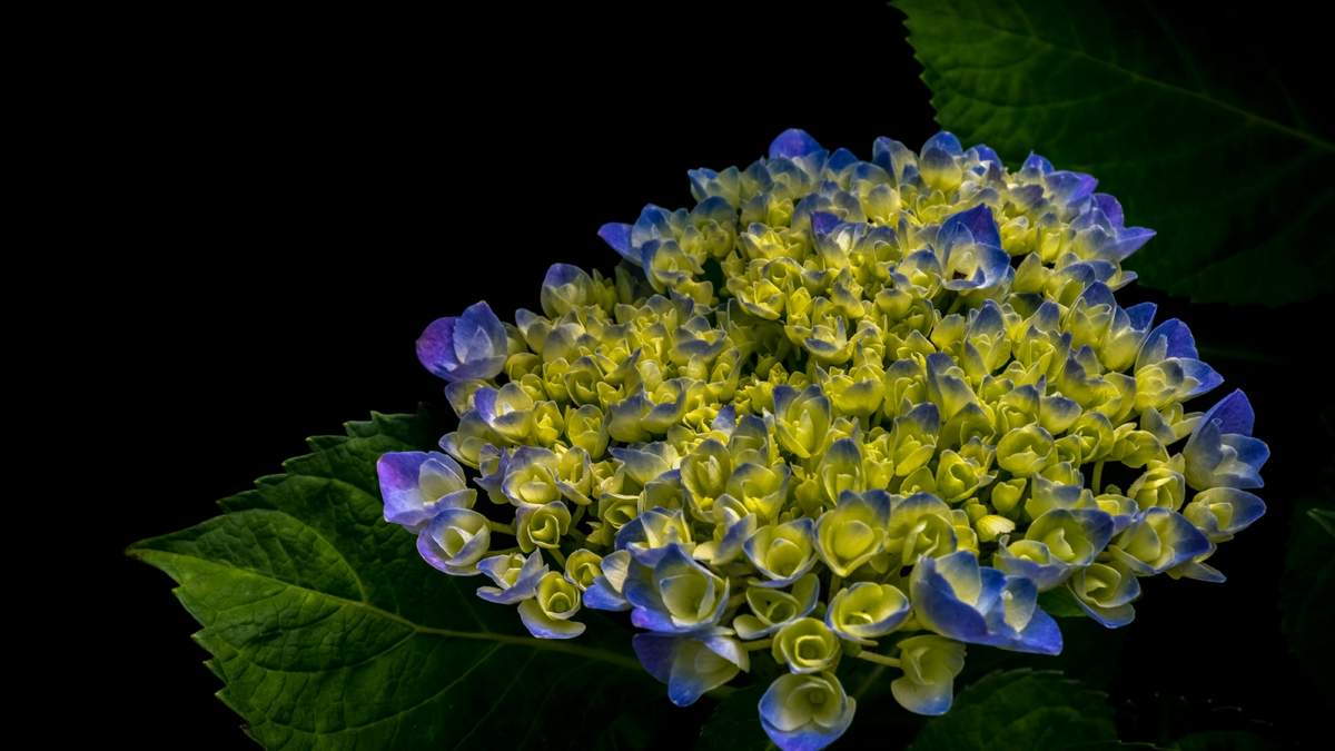 Las hortensias prefieren la semisombra.