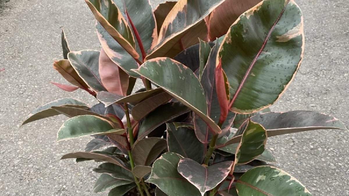 Ficus Ruby. Fuente: (X)