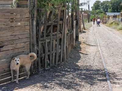 "Alerta en Cipolletti": Preocupa un brote de sarna