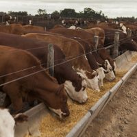 Engordes a corral en la provincia de Neuquén concentran 11.000 bovinos