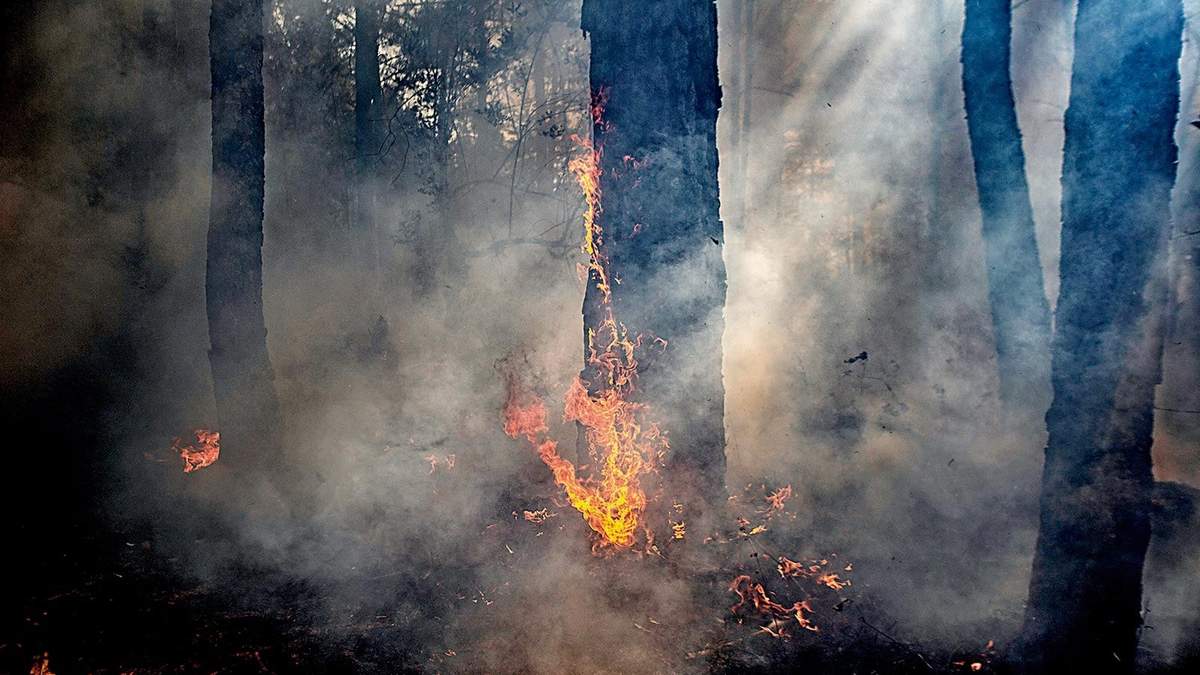 Nahuatzen. Incendio provocado
