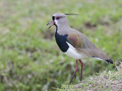 Curiosidades sobre el tero, el pájaro gritón aliado de las actividades en el campo