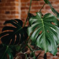 Un antes y un después: el secreto que guarda tu Monstera deliciosa y que casi nadie sabe