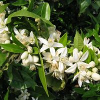 La planta que todos quieren tener por su increíble aroma, pero que esconde un secreto que pocos conocen