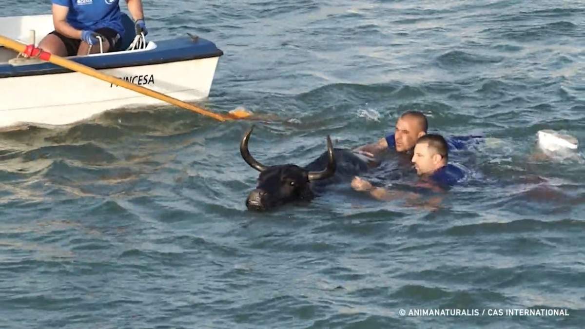 El animal fue sacado del agua, pero no sobrevivió